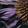 Casey J Photography, Macro, Flora, Fauna
