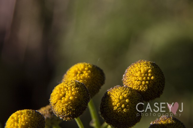 Casey J Photography, Macro, Flora, Fauna, Macro Flora and Fauna