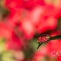 Casey J photography, water drop photography, macro photography
