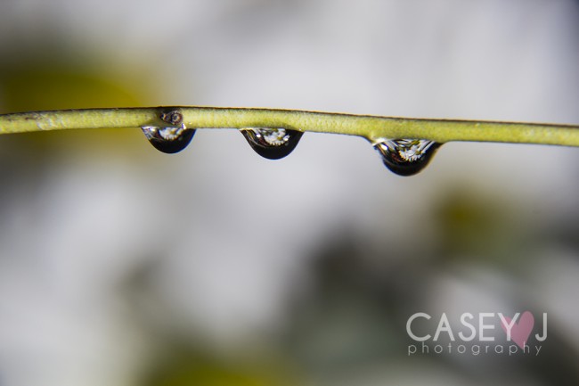 Casey J photography, water drop photography, macro photography
