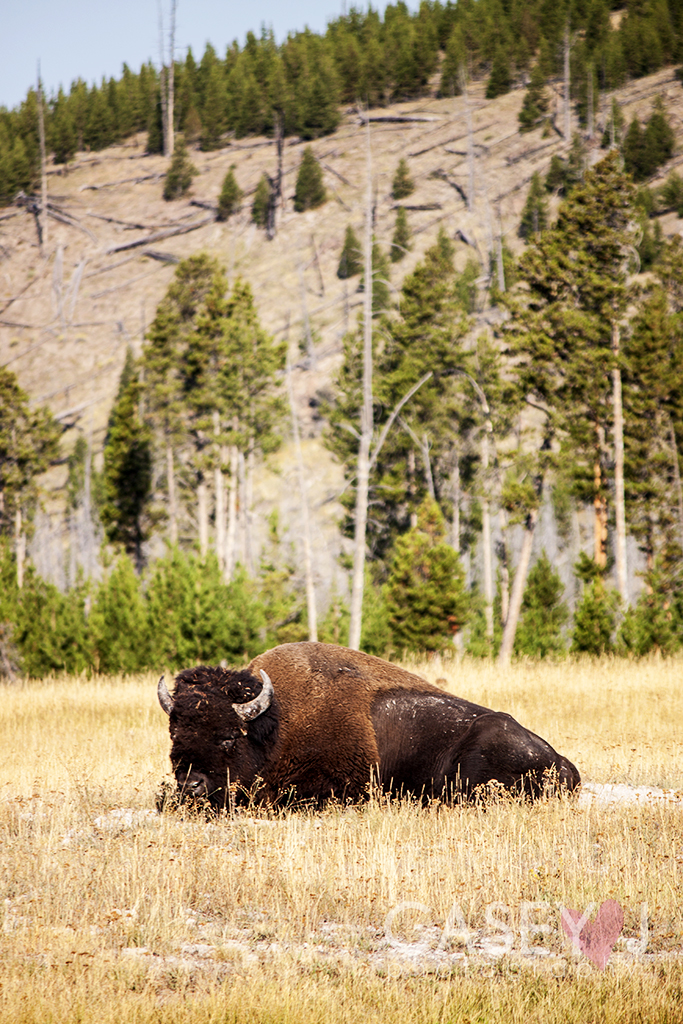 Yellowstone Fine Art // Wildlife